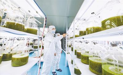 保定安國 從 藥材之都 轉向 藥品之都