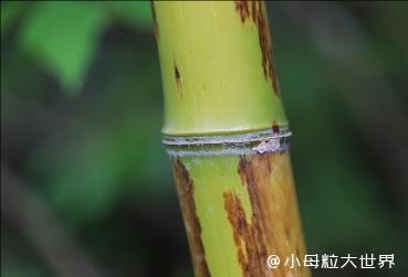 陽(yáng)竹科技30 億押注 "以竹代塑"!如何用竹子改寫(xiě)全球塑料產(chǎn)業(yè)格局?